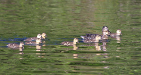 A family of ducks - some of our neighbours